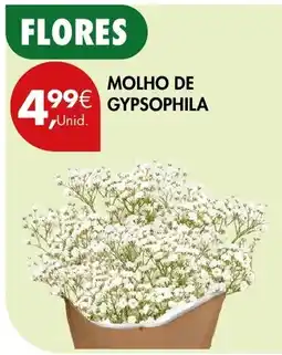 Pingo Doce molho de gypsophila promoção