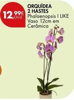 Pingo Doce Orquídea 2 Hastes Phalaenopsis I LIKE promoção