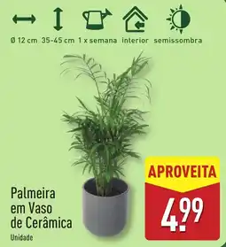 ALDI Palmeira em Vaso de Cerâmica promoção