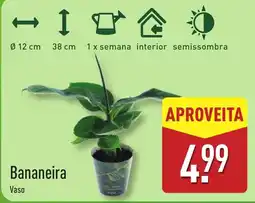 ALDI Bananeira Vaso promoção