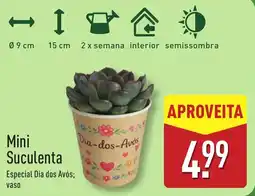 ALDI Mini Suculenta promoção