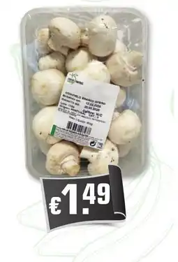 Bolama Cogumelo branco interior promoção