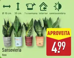ALDI Sansevieria Vaso promoção