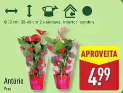 ALDI Antúrio Vaso promoção