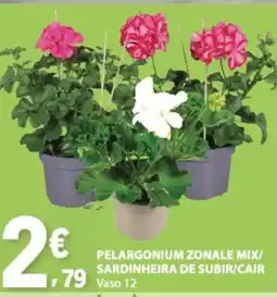 E.Leclerc Pelargonium zonale mix/ sardinheira de subir/cair promoção