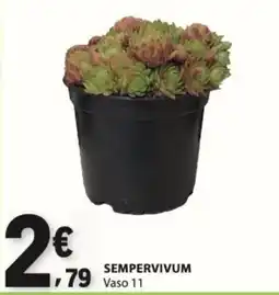 E.Leclerc Sempervivum promoção