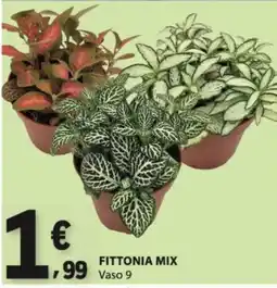 E.Leclerc Fittonia mix promoção
