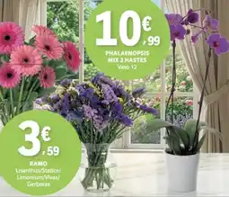E.Leclerc Phalaenopsis mix 2 hastes promoção