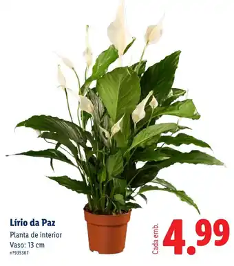 Lidl Lírio da Paz promoção