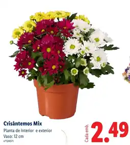Lidl Crisântemos Mix promoção