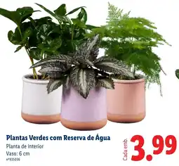 Lidl Plantas Verdes com Reserva de Água promoção