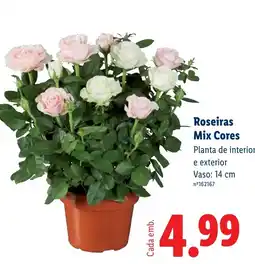 Lidl Roseiras Mix Cores promoção
