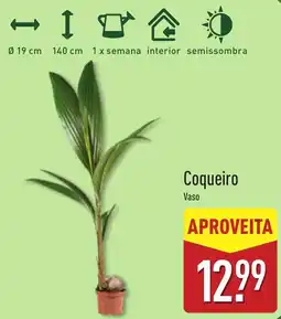 ALDI Coqueiro Vaso promoção