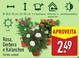 ALDI Rosa, Gerbera e Kalanchoe promoção