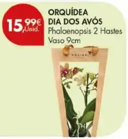 Pingo Doce Orquídea dia dos avós promoção