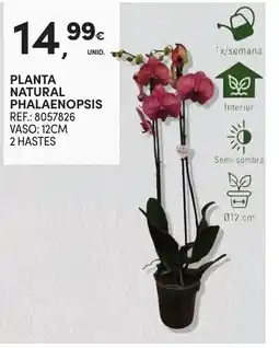 Continente Planta natural phalaenopsis promoção
