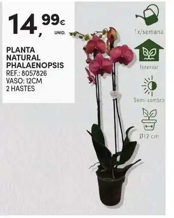 Continente Planta natural phalaenopsis promoção