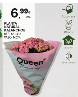 Continente Planta natural kalanchoe queen flowers promoção