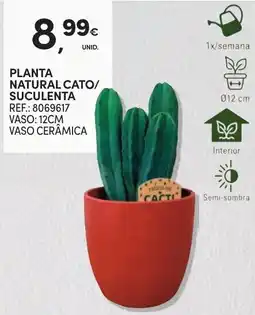Continente Planta natural cato/suculenta promoção