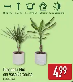 ALDI Dracaena Mix em Vaso Cerâmico promoção