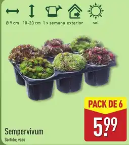 ALDI Sempervivum sortido; vaso promoção