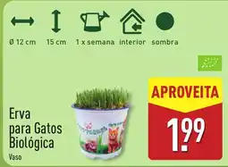 ALDI Erva para Gatos Biológica Vaso promoção