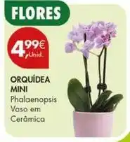 Pingo Doce Mini - orquidea promoção