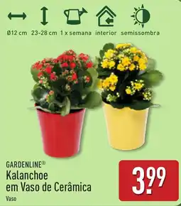 ALDI Gardenline kalanchoe em vaso de cerâmica promoção