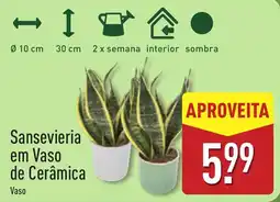 ALDI Sansevieria em Vaso de Cerâmica promoção