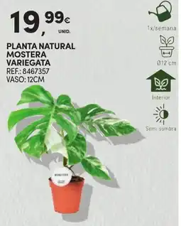 Continente Planta natural mostera variegata promoção