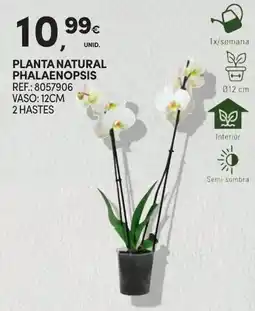 Continente Planta natural phalaenopsis promoção