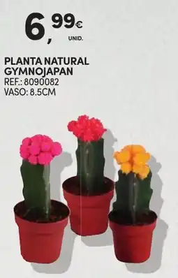 Continente planta natural gymnojapan promoção