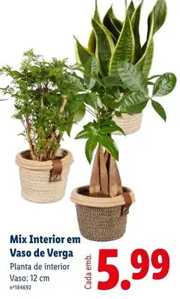 Lidl Mix Interior em Vaso de Verga promoção