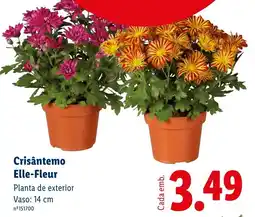 Lidl Crisântemo Elle-Fleur promoção