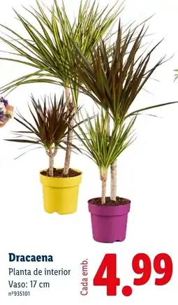 Lidl Dracaena promoção