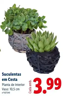 Lidl Suculentas em Cesta promoção
