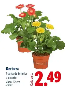 Lidl Gerbera Durora promoção