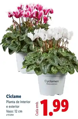 Lidl Ciclame promoção