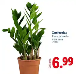 Lidl Zamioculca promoção