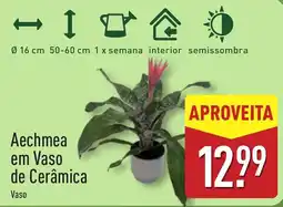 ALDI Aechmea em Vaso de Cerâmica promoção