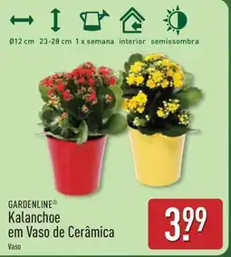 ALDI Kalanchoe em vaso de ceràmica promoção