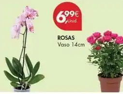 Pingo Doce Rosas promoção