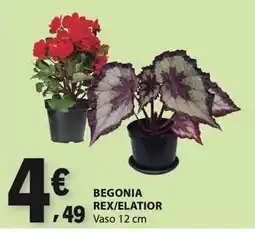 E.Leclerc Begonia rex/elatior promoção