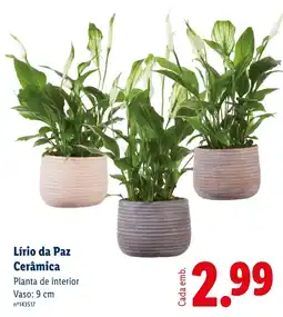 Lidl Lírio da Paz Cerâmica promoção
