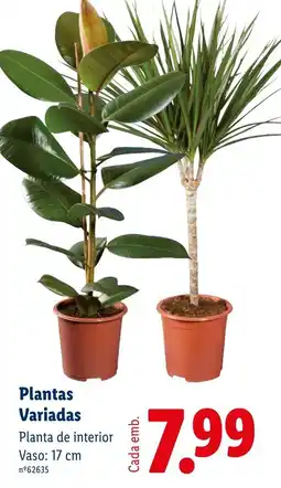 Lidl Plantas Variadas promoção