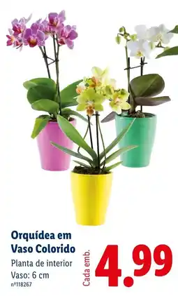 Lidl Orquídea em Vaso Colorido promoção