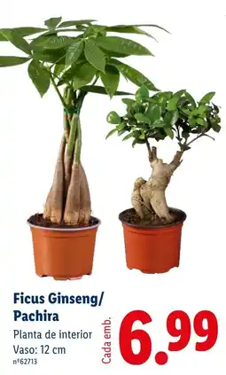 Lidl Ficus Ginseng/Pachira promoção