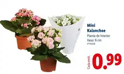 Lidl Mini Kalanchoe promoção