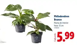 Lidl Philodendron Branco promoção