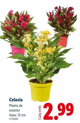 Lidl Celosia promoção
